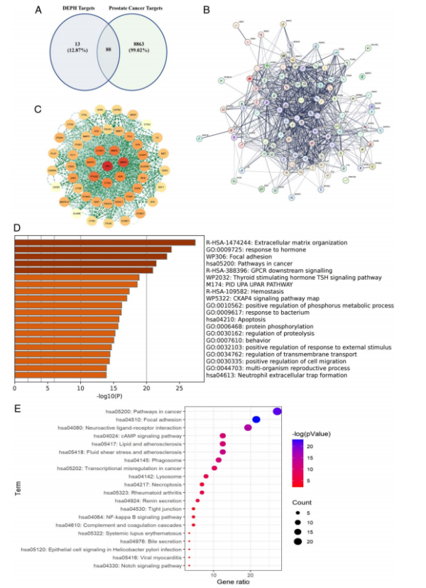 玖玖配资网 DEHP潜藏致癌密码：网络毒理学揭示其促进前列腺癌的分子机制